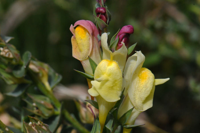 Yellow Toadfax is a member of the snapdragon family and its showy yellow flowers resemble a snapdragon flower. This species blooms July through September. Linaria vulgaris Yellow Toadfax is a member of the snapdragon family and its showy yellow flowers resemble a snapdragon flower. This species blooms July through September. Linaria vulgaris